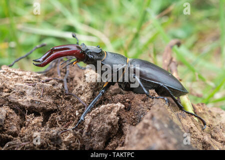 Stag beetle mâle (Lucanus cervus) sur du bois pourrissant, UK Banque D'Images