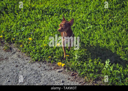 Un petit chien de couleur marron de la race Prague Ratter sur une promenade dans le parc. Banque D'Images