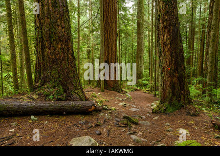 Douglas géant et le cèdre rouge de l'arbres recouverts d'une forêt sombre. Cypress Falls Park, West Vancouver, British Columbia, Canada Banque D'Images