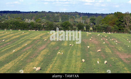 Les terres agricoles en pâturages ovins northamptonshire angleterre uk au printemps Banque D'Images