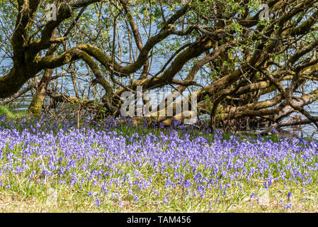 Bluebells au réservoir Fernworthy, Dartmoor, Devon, UK Banque D'Images