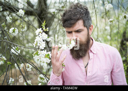 Homme barbu près de fleurs de cerisier. Hipster renifle cherry blossom. Homme avec barbe et moustache sur le visage calme près de tendres fleurs blanches. L'humeur du printemps Banque D'Images