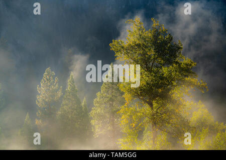 Les conifères et le brouillard du matin, Yosemite NP, California, USA, par Bill Lea/Dembinsky Assoc Photo Banque D'Images