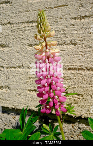 Lupinus lupin poussant dans un jardin rural Hongrie Zala County Banque D'Images