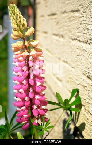 Lupinus lupin poussant dans un jardin rural Hongrie Zala County Banque D'Images