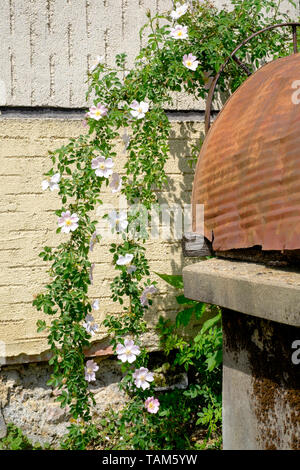 Dog rose rosa canina fleurs fleurissent sur l'arbuste dans un jardin rural Hongrie Zala County Banque D'Images