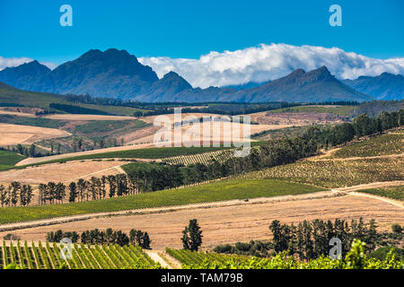 Magnifique paysage de vignobles du Cap, région viticole en Afrique du Sud Banque D'Images