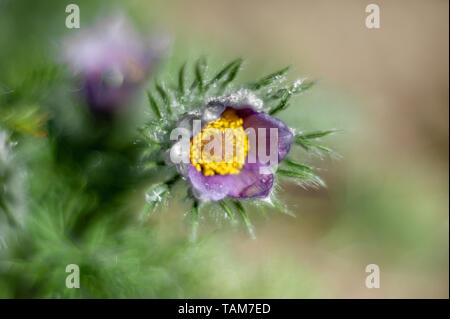 Belle fleur pourpre fluffy pasqueflower Pulsatilla patens oriental au début du printemps. Copier l'espace. Banque D'Images