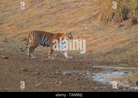 Femme Tigre du Bengale (Panthera tigris tigris) connu sous le nom de Mya (T-12), dans la Réserve de tigres Tadoba-Andhari et Parc National, Maharashtra, Inde Banque D'Images