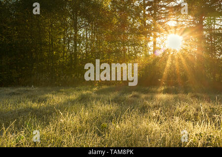 Beau paysage avec sun et forêt et prairie au lever du soleil. Les rayons du soleil brillent à travers les arbres. spring view Banque D'Images