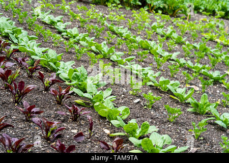 Les jeunes plants de légumes cultivés dans les rangées. River Cottage, Devon, UK Banque D'Images