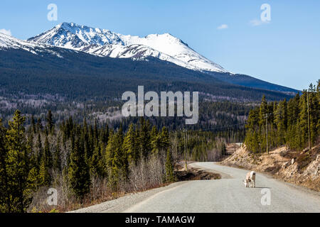 Une jeune femme Stone Moutons sur la route Cassiar à lécher les dépôts de minéraux à partir de la chaussée. Banque D'Images