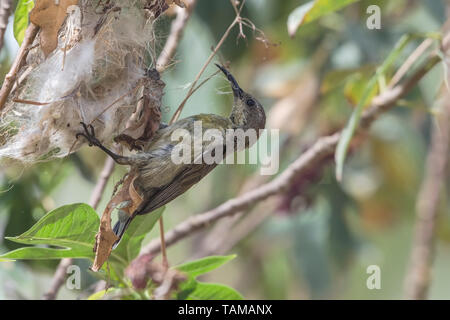 (Chalcomitra Violet femelle asiaticus). Banque D'Images