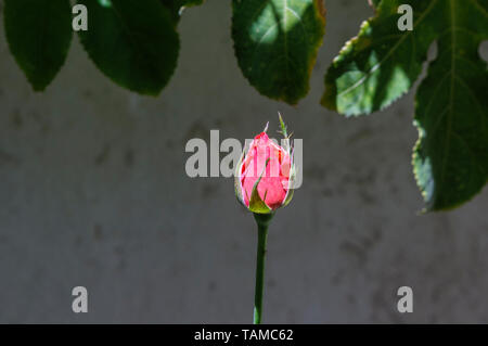 Couleur Saumon rose bud ouverture dans le jardin Banque D'Images