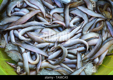 L'anguille épineuse en poisson frais panier pour vendre sur le marché local au Laos Banque D'Images