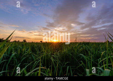 Champ de canne fraîche à l'heure du coucher de soleil. Banque D'Images