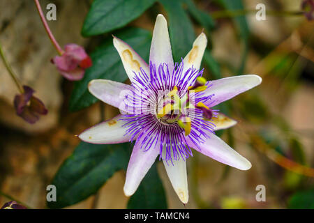 Passiflora, connu également comme la passion des fleurs ou passion vignes, est un genre d'environ 550 espèces de plantes à fleurs, le genre type de la famille Pass Banque D'Images