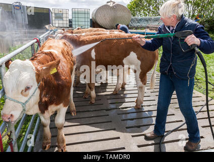 Midleton, Cork, Irlande. 26 mai, 2019.Jenny Cotter de Dripsey Dripsey de laver son veau Simmental, Dripsey champion King of Hearts au Salon de l'agriculture à Coppingerstown Midleton Co. Cork, Irlande. Banque D'Images