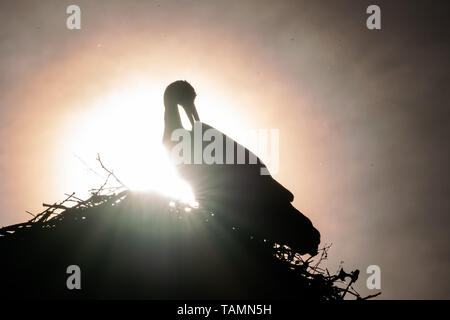 Gamshurst, Allemagne. 26 mai, 2019. Une cigogne se trouve dans le soleil du matin. Crédit : Sébastien Gollnow/dpa/Alamy Live News Banque D'Images