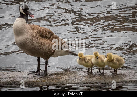 Londres, Royaume-Uni. 27 mai, 2019. UK : Météo des neiges canadien nouvellement écloses à la rivière prendre oisons à Surrey Quays docks, Rotherhithe. Crédit : Guy Josse/Alamy Live News Banque D'Images