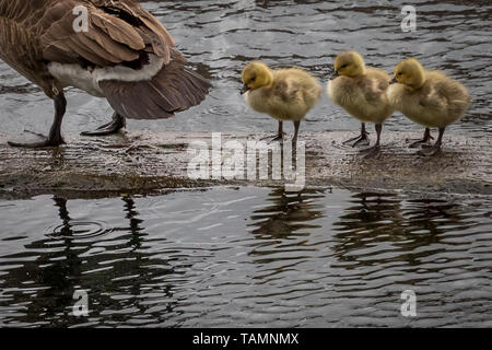 Londres, Royaume-Uni. 27 mai, 2019. UK : Météo des neiges canadien nouvellement écloses à la rivière prendre oisons à Surrey Quays docks, Rotherhithe. Crédit : Guy Josse/Alamy Live News Banque D'Images