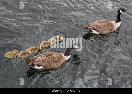 Londres, Royaume-Uni. 27 mai, 2019. UK : Météo des neiges canadien nouvellement écloses à la rivière prendre oisons à Surrey Quays docks, Rotherhithe. Crédit : Guy Josse/Alamy Live News Banque D'Images