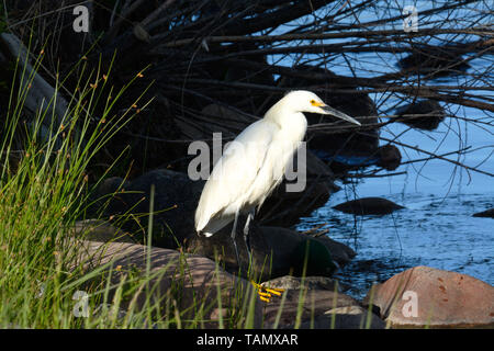 Oiseau Aigrette neigeuse Egretta thula ou debout sur les rochers au bord du lac à la recherche du poisson à manger à la fin de la journée Banque D'Images