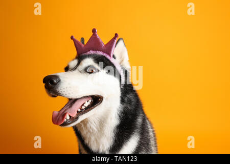 Adorable chien husky sur un fond de couleur Banque D'Images