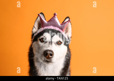 Adorable chien husky sur un fond de couleur Banque D'Images