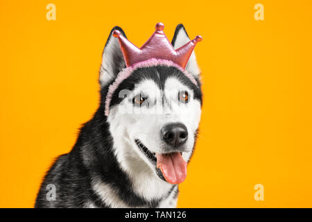 Adorable chien husky sur un fond de couleur Banque D'Images