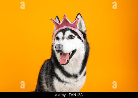 Adorable chien husky sur un fond de couleur Banque D'Images