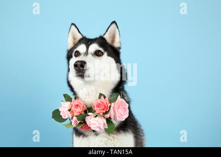 Adorable chien husky sur un fond de couleur Banque D'Images