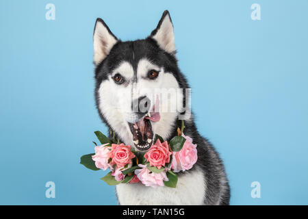 Adorable chien husky sur un fond de couleur Banque D'Images