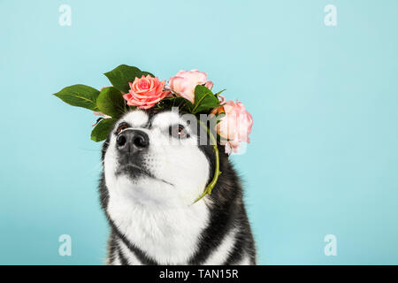 Adorable chien husky sur un fond de couleur Banque D'Images