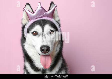 Adorable chien husky sur un fond de couleur Banque D'Images