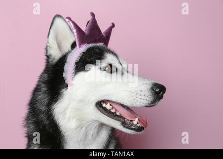 Adorable chien husky sur un fond de couleur Banque D'Images