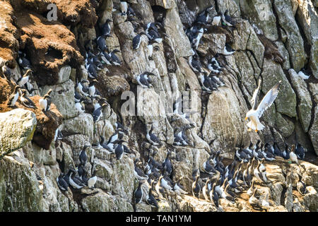 De 0001 SOUS EMBARGO MARDI 28 MAI une mouette vole passé guillemots nichant sur des falaises sur Lundy Island dans le canal de Bristol, au large de la côte du Devon, où une étude menée par la RSPB a révélé que le total des numéros d'oiseaux marins sur l'île ont triplé au cours des 15 dernières années à plus de 21 000 oiseaux. Banque D'Images