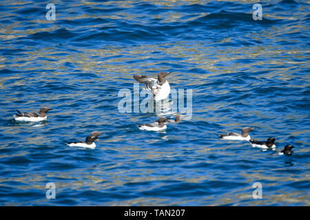 À l'embargo 0001 MARDI 28 MAI sur l'eau au large de Guillemots Lundy Island dans le canal de Bristol, au large de la côte du Devon, où une étude menée par la RSPB a révélé que le total des numéros d'oiseaux marins sur l'île ont triplé au cours des 15 dernières années à plus de 21 000 oiseaux. Banque D'Images