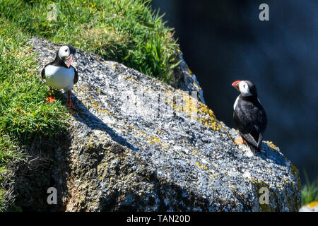 De 0001 SOUS EMBARGO MARDI 28 MAI Les macareux rester près de leurs terriers parmi les falaises sur Lundy Island dans le canal de Bristol, au large de la côte du Devon, où une étude menée par la RSPB a révélé que le total des numéros d'oiseaux marins sur l'île ont triplé au cours des 15 dernières années à plus de 21 000 oiseaux. Banque D'Images