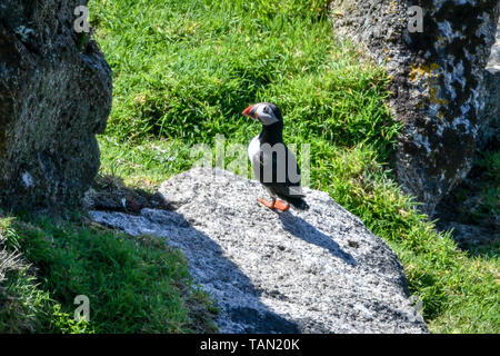 De 0001 SOUS EMBARGO MARDI 28 MAI un macareux moine sur la falaise sur Lundy Island dans le canal de Bristol, au large de la côte du Devon, où une étude menée par la RSPB a révélé que le total des numéros d'oiseaux marins sur l'île ont triplé au cours des 15 dernières années à plus de 21 000 oiseaux. Banque D'Images