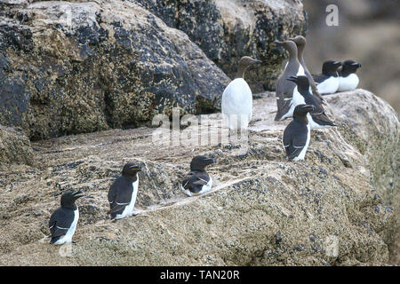 De 0001 SOUS EMBARGO MARDI 28 MAI Petit pingouin et guillemot reste sur les rochers autour de Lundy Island dans le canal de Bristol, au large de la côte du Devon, où une étude menée par la RSPB a révélé que le total des numéros d'oiseaux marins sur l'île ont triplé au cours des 15 dernières années à plus de 21 000 oiseaux. Banque D'Images