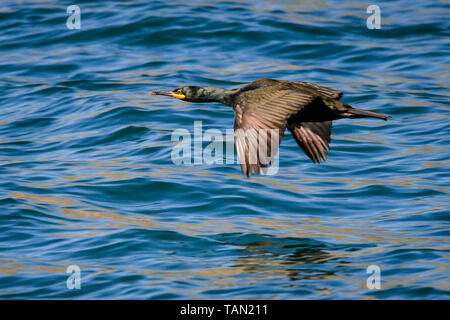 De 0001 SOUS EMBARGO MARDI 28 MAI Un cormoran à aigrettes double vole près de niveau de la mer au large de l'île de Lundy dans le canal de Bristol, au large de la côte du Devon, où une étude menée par la RSPB a révélé que le total des numéros d'oiseaux marins sur l'île ont triplé au cours des 15 dernières années à plus de 21 000 oiseaux. Banque D'Images