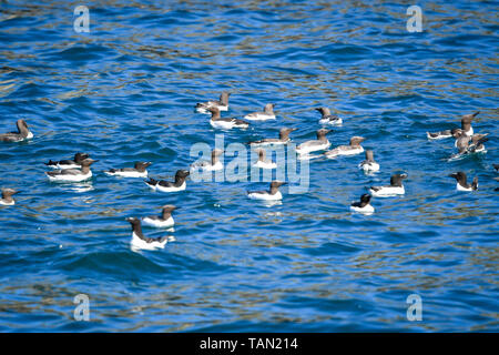 À l'embargo 0001 MARDI 28 MAI sur l'eau au large de Guillemots Lundy Island dans le canal de Bristol, au large de la côte du Devon, où une étude menée par la RSPB a révélé que le total des numéros d'oiseaux marins sur l'île ont triplé au cours des 15 dernières années à plus de 21 000 oiseaux. Banque D'Images