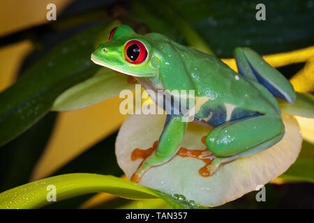 Red-eyed tree frog assis sur le pétale d'orchidée jaune, comme une reine Banque D'Images