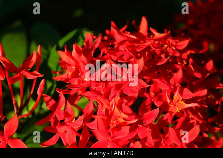 Gros plan du blooming red ixora ou pointe à la lumière de la fleur du matin, selective focus Banque D'Images