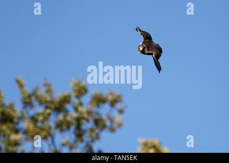 Faucon sacre Falco cherrug,volant,. Banque D'Images