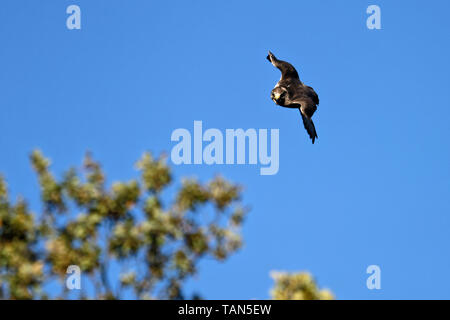 Faucon sacre Falco cherrug,volant,. Banque D'Images