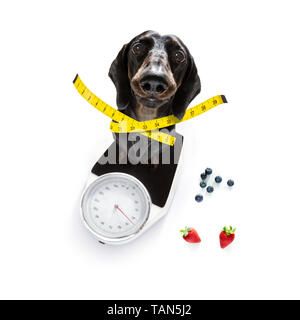 Chien saucisse avec mauvaise conscience pour l'embonpoint, et pour perdre du poids , debout sur une échelle personnelle, isolé sur fond blanc et frais vegan Banque D'Images