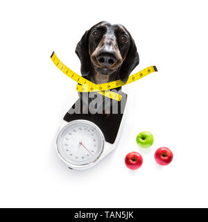 Chien saucisse avec mauvaise conscience pour l'embonpoint, et pour perdre du poids , isolé sur fond blanc et frais Fruits végétarien végétalien autour Banque D'Images
