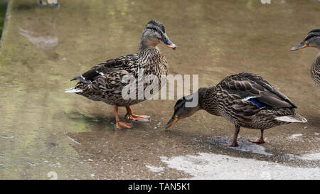 Canard colvert femelle dans l'eau Banque D'Images